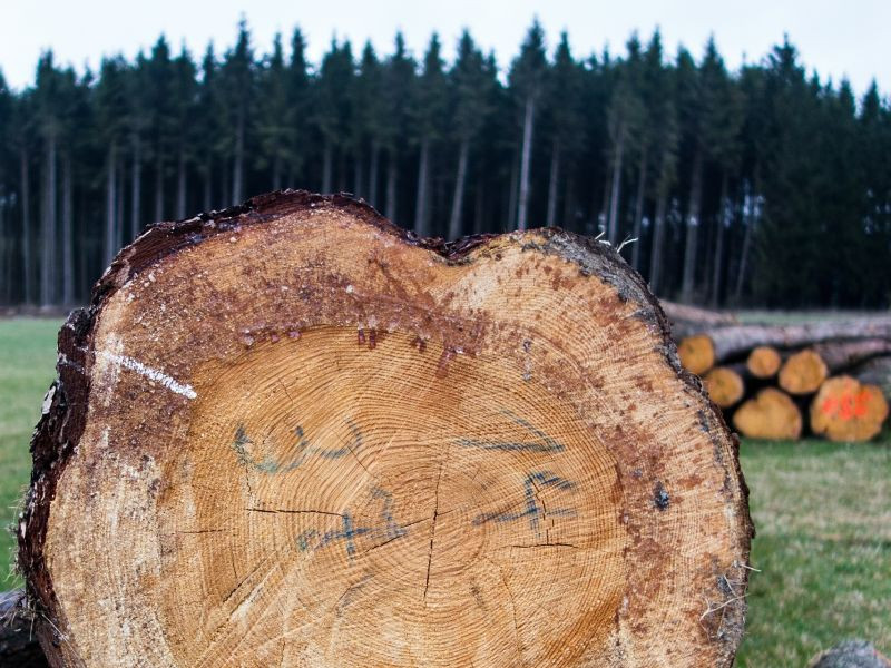 Dobrá zpráva: <small>Dřeva máme dost; stavte!</small>